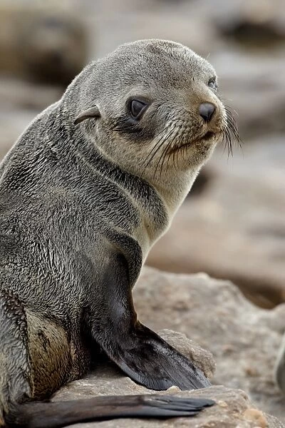Cape fur seal (South African fur seal) (Arctocephalus pusillus) pup, Elands Bay