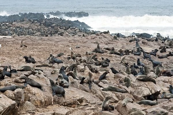 Cape Fur seals (Arctocephalus pusillus), Cape Cross, Skeleton Coast, Kaokoland, Kunene Region, Namibia, Africa