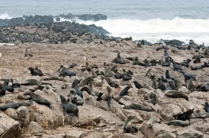 Framed Print : Cape Fur seals (Arctocephalus pusillus), Cape Cross, Skeleton Coast, Kaokoland, Kunene Region, Namibia, Africa Framed Print : Cape Fur seals (Arctocephalus pusillus), Cape Cross, Skeleton Coast, Kaokoland, Kunene Region, Namibia, Africa
