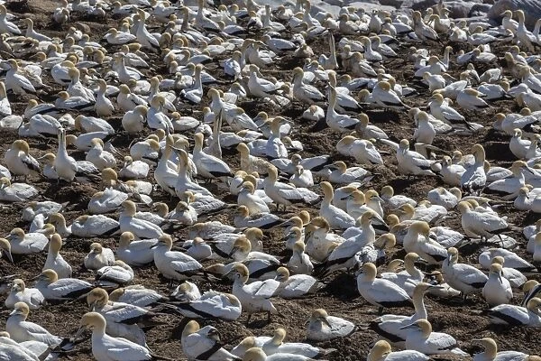 Cape gannet (Morus capensis), breeding colony, Lamberts Bay, South Africa, Africa