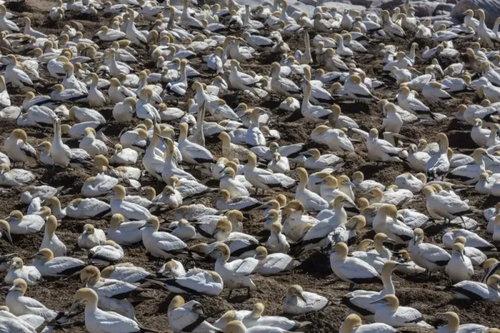 Framed Print : Cape gannet (Morus capensis), breeding colony, Lamberts Bay, South Africa, Africa Framed Print : Cape gannet (Morus capensis), breeding colony, Lamberts Bay, South Africa, Africa