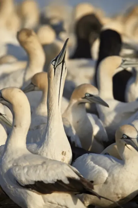 Framed Print : Cape Gannet (Morus capensis) displaying, Bird Island, Lamberts Bay, South Africa, Africa Framed Print : Cape Gannet (Morus capensis) displaying, Bird Island, Lamberts Bay, South Africa, Africa