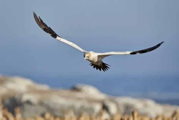 Framed Print : Cape Gannet (Morus capensis) in flight, Bird Island, Lamberts Bay, South Africa, Africa Framed Print : Cape Gannet (Morus capensis) in flight, Bird Island, Lamberts Bay, South Africa, Africa