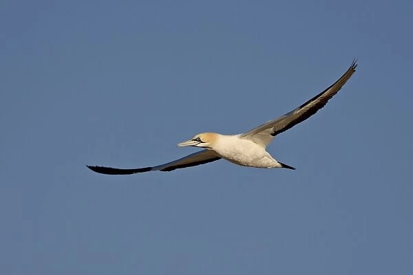 Cape gannet (Morus capensis) in flight, Lamberts Bay, South Africa, Africa