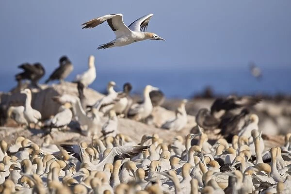 Cape Gannet (Morus capensis) flying over the colony, Bird Island, Lamberts Bay, South Africa