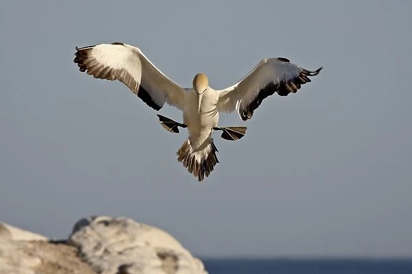 Cape gannet (Morus capensis) landing, Lamberts Bay, South Africa, Africa
