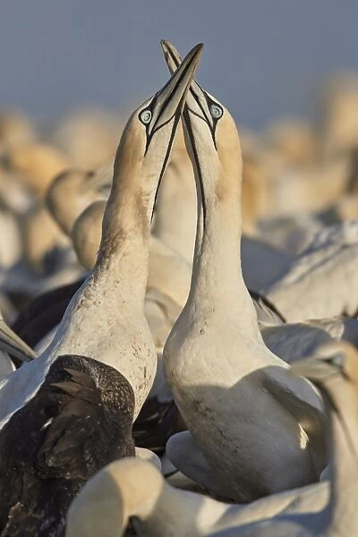 Cape Gannet (Morus capensis) pair necking as part of courtship, Bird Island, Lamberts Bay