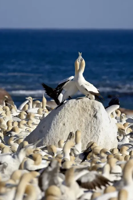 Framed Print : Cape gannet (Morus capensis) pair necking, Bird Island, Lamberts Bay