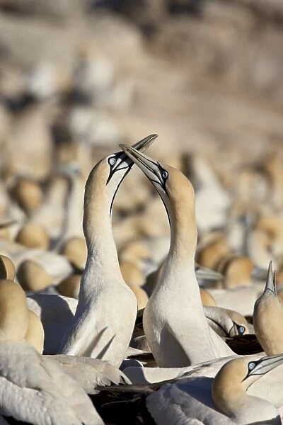 Cape gannet (Morus capensis) pair necking, Bird Island, Lamberts Bay