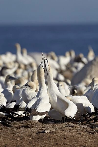 Two Cape gannets (Morus capensis) necking, Bird Island, Lamberts Bay