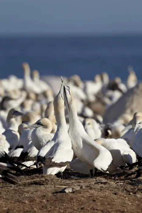 Framed Print : Two Cape gannets (Morus capensis) necking, Bird Island, Lamberts Bay Framed Print : Two Cape gannets (Morus capensis) necking, Bird Island, Lamberts Bay