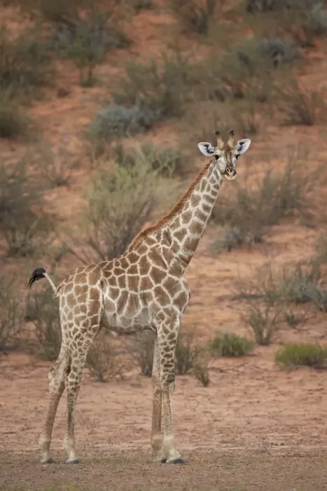 Framed Print : Cape giraffe (Giraffa camelopardalis giraffa), Kgalagadi Transfrontier Park encompassing Framed Print : Cape giraffe (Giraffa camelopardalis giraffa), Kgalagadi Transfrontier Park encompassing