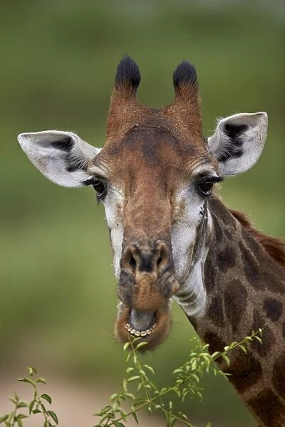 Cape giraffe (Giraffa camelopardalis giraffa) eating, Kruger National Park, South Africa