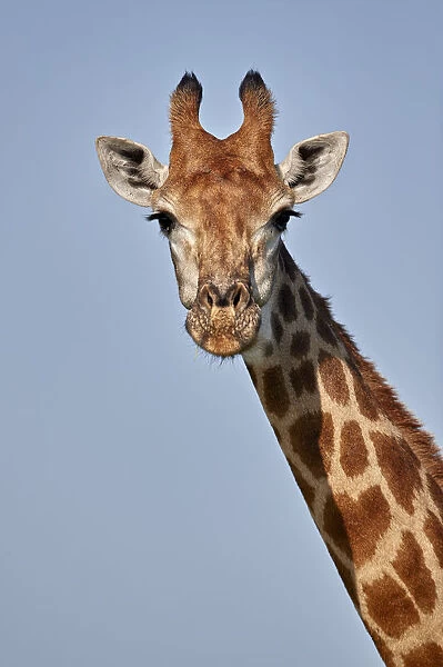 Cape Giraffe (Giraffa camelopardalis giraffa), Kruger National Park, South Africa, Africa