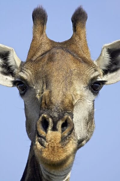 Cape giraffe (Giraffa camelopardalis giraffa), Kruger National Park, South Africa, Africa