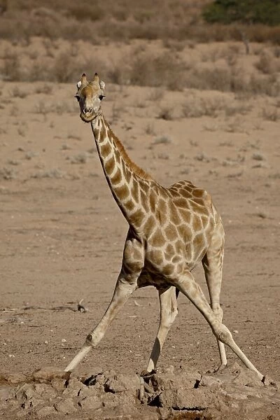 Cape giraffe (Giraffa camelopardalis giraffa) drinking at water hole, Kgalagadi Transfrontier Park