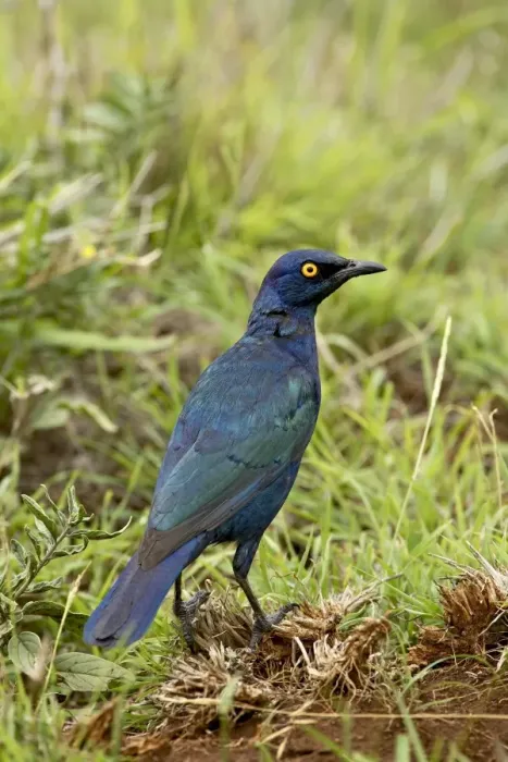 Framed Print : Cape glossy starling (Lamprotornis nitens) Framed Print : Cape glossy starling (Lamprotornis nitens)