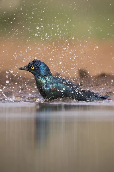 Cape glossy starling (Lamprotornis nitens) bathing, Zimanga private game reserve