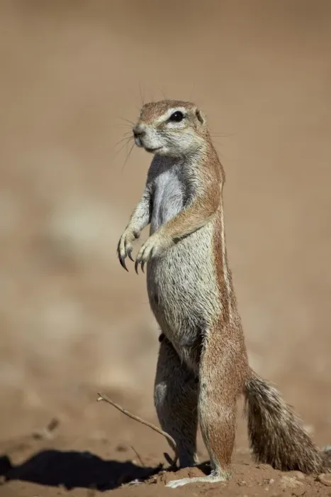 Framed Print : Cape ground squirrel (Xerus inauris), Kgalagadi Transfrontier Park, encompassing the former Kalahari Gemsbok National Park, South Africa, Africa Framed Print : Cape ground squirrel (Xerus inauris), Kgalagadi Transfrontier Park, encompassing the former Kalahari Gemsbok National Park, South Africa, Africa