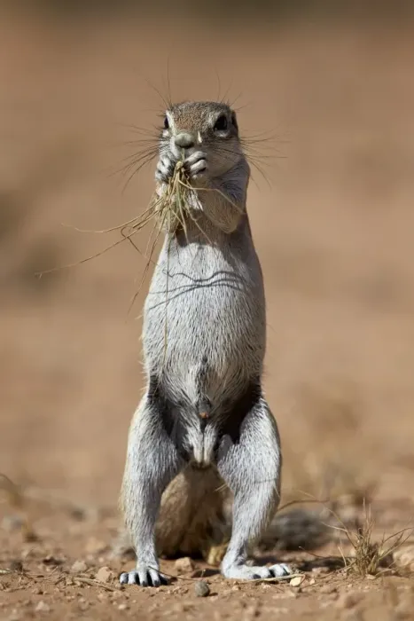 Framed Print : Cape ground squirrel (Xerus inauris) eating, Kgalagadi Transfrontier Park, encompassing Framed Print : Cape ground squirrel (Xerus inauris) eating, Kgalagadi Transfrontier Park, encompassing