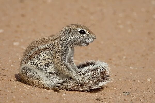 Cape ground squirrel (Xerus inauris) grooming, Kgalagadi Transfrontier Park