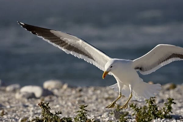 Cape gull (Larus vetula) landing, Lamberts Bay, Western Cape Province, South Africa
