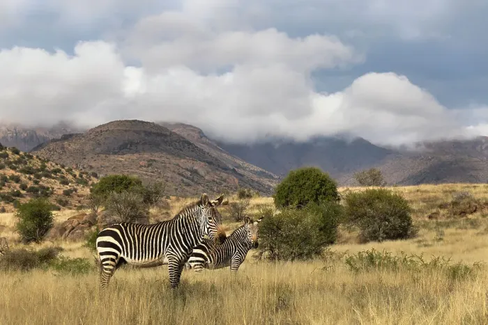 Framed Print : Cape mountain zebra (Equus zebra), Mountain Zebra National Park, Eastern Cape, South Africa, Africa Framed Print : Cape mountain zebra (Equus zebra), Mountain Zebra National Park, Eastern Cape, South Africa, Africa