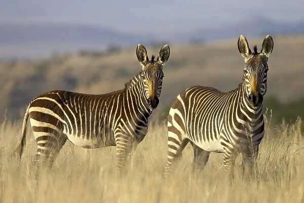 Cape Mountain zebra (Equus zebra zebra)