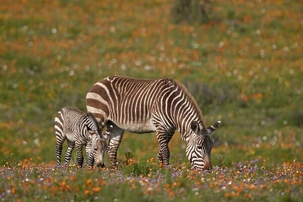 Cape mountain zebra (Equus zebra zebra) among wildflowers, West Coast National Park