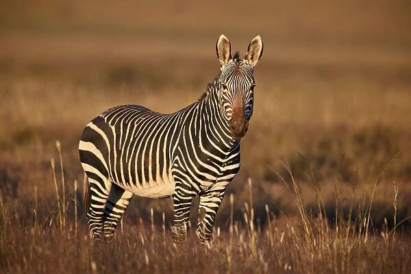 Cape Mountain Zebra (Equus zebra zebra), Mountain Zebra National Park, South Africa