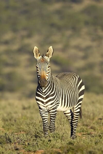 Cape mountain zebra (Equus zebra zebra), Mountain Zebra National Park, South Africa