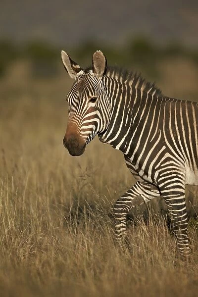 Cape mountain zebra (Equus zebra zebra), Mountain Zebra National Park, South Africa, Africa