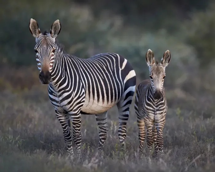 Framed Print : Cape mountain zebra (Equus zebra zebra) mare and foal, Mountain Zebra National Park