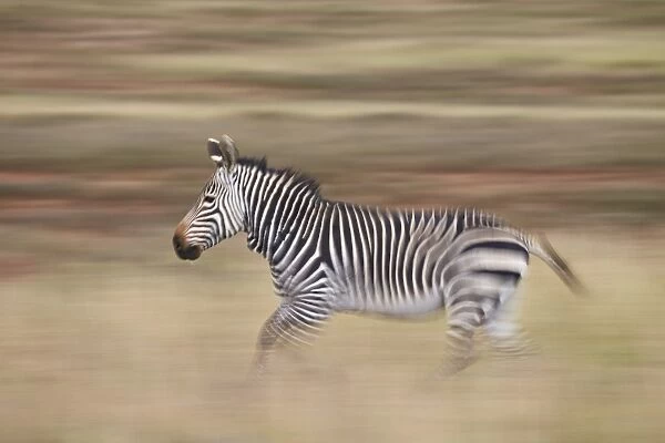 Cape mountain zebra (Equus zebra zebra) running, Mountain Zebra National Park, South Africa