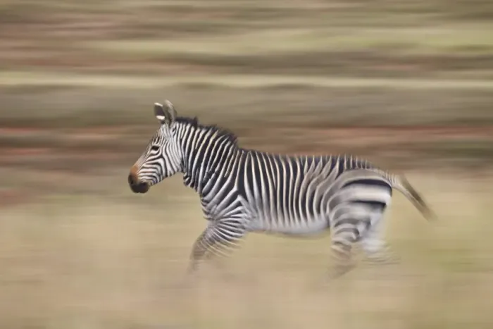 Framed Print : Cape mountain zebra (Equus zebra zebra) running, Mountain Zebra National Park, South Africa Framed Print : Cape mountain zebra (Equus zebra zebra) running, Mountain Zebra National Park, South Africa