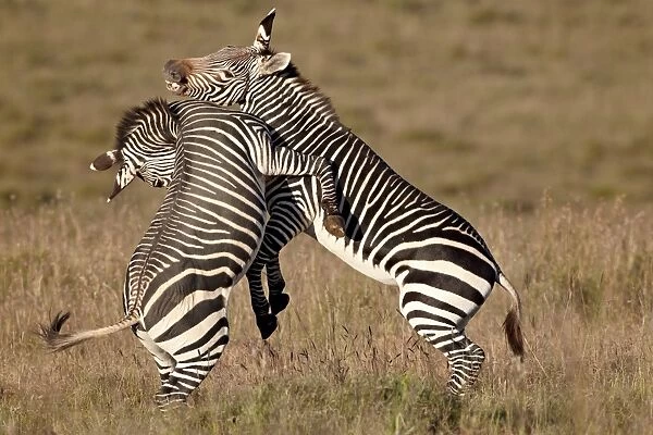 Cape mountain zebra (Equus zebra zebra) sparring, Mountain Zebra National Park