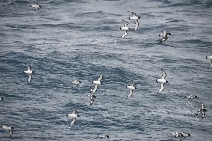 Framed Print : Cape petrels flying in the Drakes Passage, Argentina, South America Framed Print : Cape petrels flying in the Drakes Passage, Argentina, South America