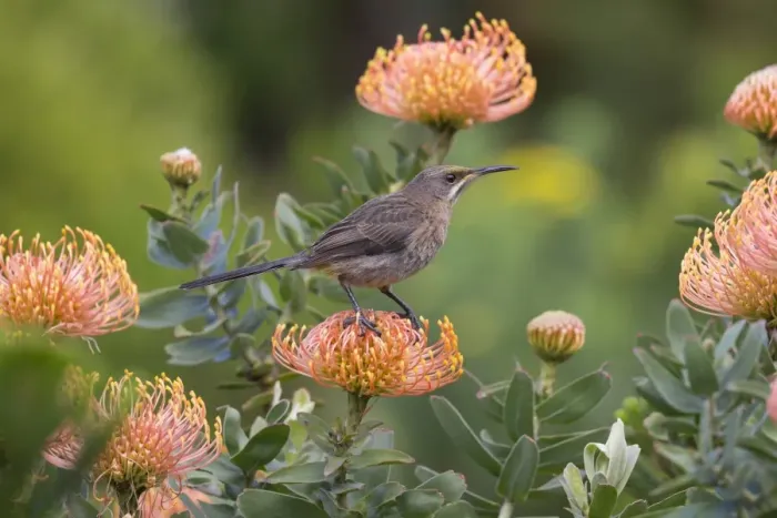 Framed Print : Cape sugarbird (Promerops cafer), perched on protea, Harold Porter Botanical Gardens Framed Print : Cape sugarbird (Promerops cafer), perched on protea, Harold Porter Botanical Gardens