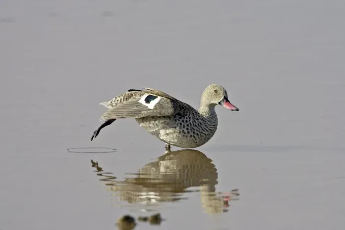 Framed Print : Cape teal (Cape wigeon) (Anas capensis) stretching, Serengeti National Park Framed Print : Cape teal (Cape wigeon) (Anas capensis) stretching, Serengeti National Park