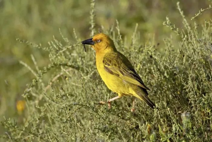 Framed Print : Cape weaver (Ploceus capensis), Addo Elephant National Park, South Africa, Africa