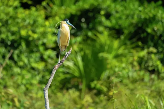 Framed Print : Capped Heron (Pilherodius pileatus) perching on branch by Lake Sandoval, Tambopata National Reserve, Puerto Maldonado, Madre de Dios, Peru, South America Framed Print : Capped Heron (Pilherodius pileatus) perching on branch by Lake Sandoval, Tambopata National Reserve, Puerto Maldonado, Madre de Dios, Peru, South America