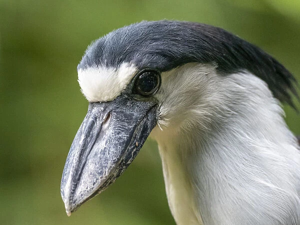 Captive adult boat-billed heron (Cochlearius cochlearius), Parque das Aves, Foz do Iguacu