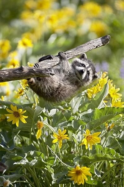 Captive baby raccoon