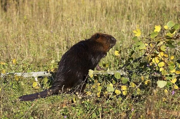 Captive beaver (Castor canadensis) standing by a downed tree