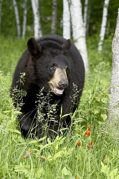 Captive black bear (Ursus americanus)