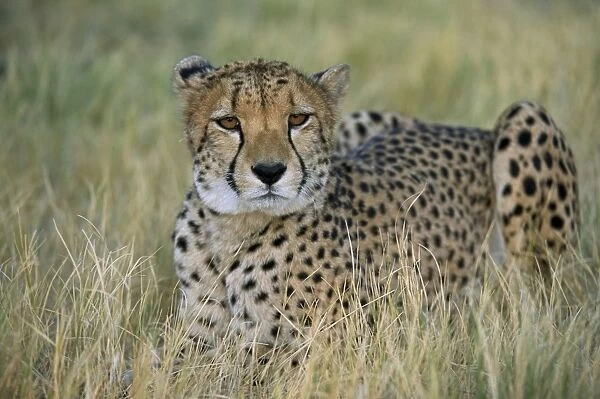Captive cheetah (Acinonyx jubatus)