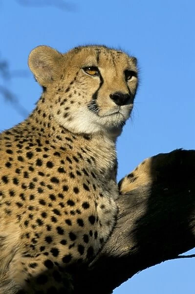Captive cheetah (Acinonyx jubatus) in a tree
