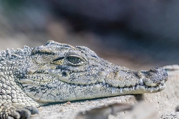 Captive Cuban crocodile (Crocodylus rhombifer), a small species of crocodile endemic to Cuba