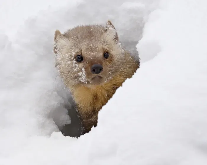 Framed Print : Captive fisher (Martes pennanti) in snow, near Bozeman, Montana, United States of America Framed Print : Captive fisher (Martes pennanti) in snow, near Bozeman, Montana, United States of America