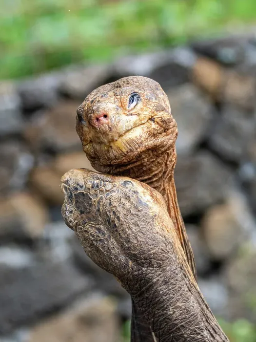 Framed Print : Captive Galapagos giant tortoises (Chelonoidis spp), Charles Darwin Research Station, Santa Cruz Island, Galapagos Islands, UNESCO World Heritage Site, Ecuador, South America Framed Print : Captive Galapagos giant tortoises (Chelonoidis spp), Charles Darwin Research Station, Santa Cruz Island, Galapagos Islands, UNESCO World Heritage Site, Ecuador, South America